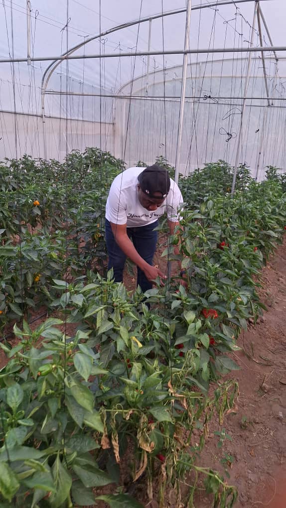 Nobert Onaga tending to pepper plants in the greenhouse