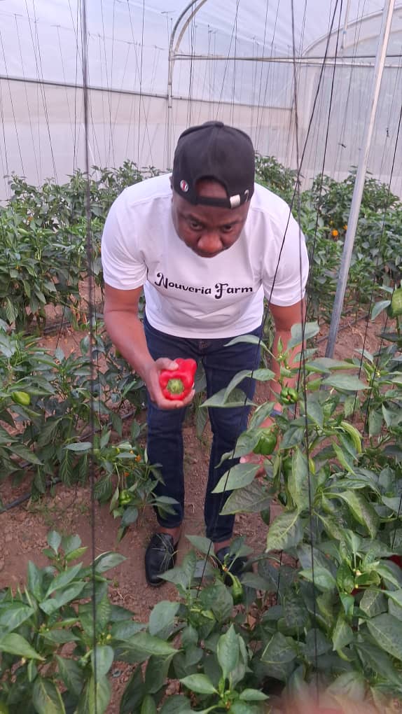 Nobert Onaga harvesting fresh red bell peppers